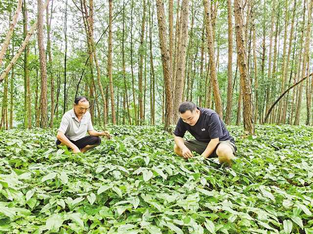 重庆：锁定区域特色品种 寻找规模化种植路径 完善精深加工产业链 城口中药..